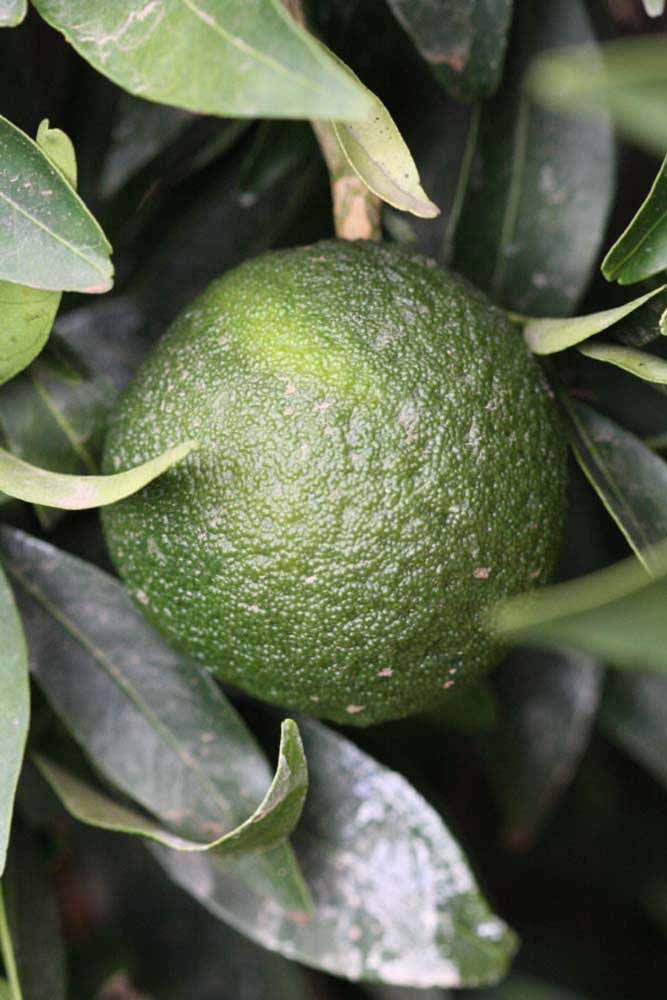              Immature fruit (Riverside, CA)       